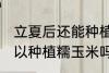 立夏后还能种植糯玉米吗 立夏后还可以种植糯玉米吗
