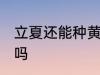 立夏还能种黄瓜吗 立夏还可以种黄瓜吗