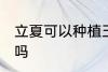 立夏可以种植玉米吗 立夏能种植玉米吗
