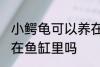 小鳄龟可以养在鱼缸里吗 小鳄龟能养在鱼缸里吗