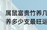 属鼠富贵竹养几支最旺运 属鼠富贵竹养多少支最旺运