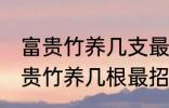 富贵竹养几支最旺运属蛇的 属蛇养富贵竹养几根最招财