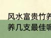 风水富贵竹养几支最旺运 风水富贵竹养几支最佳呢