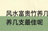 风水富贵竹养几支最旺运 风水富贵竹养几支最佳呢
