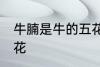 牛腩是牛的五花肉吗 牛腩是不是牛五花