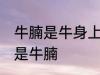 牛腩是牛身上哪里的肉 什么位置的肉是牛腩
