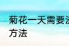 菊花一天需要浇几次水 菊花一天浇水方法