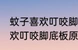 蚊子喜欢叮咬脚底板怎么回事 蚊子喜欢叮咬脚底板原因