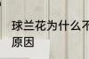 球兰花为什么不开花 球兰花不开花的原因