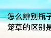 怎么辨别瓶子草和猪笼草 瓶子草和猪笼草的区别是什么