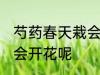 芍药春天栽会开花吗 芍药春天栽会不会开花呢