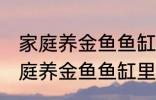 家庭养金鱼鱼缸里放什么水草好呢 家庭养金鱼鱼缸里放哪种水草好呢