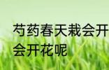 芍药春天栽会开花吗 芍药春天栽会不会开花呢