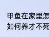 甲鱼在家里怎么养才不死 甲鱼在家里如何养才不死