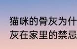 猫咪的骨灰为什么不能放家里 宠物骨灰在家里的禁忌