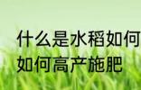 什么是水稻如何高产施肥 水稻是什么如何高产施肥