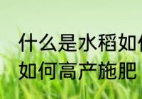 什么是水稻如何高产施肥 水稻是什么如何高产施肥