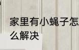 家里有小蝇子怎么办 家里有小蝇子怎么解决