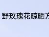野玫瑰花晾晒方法 野玫瑰花怎么晾晒