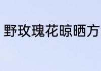 野玫瑰花晾晒方法 野玫瑰花怎么晾晒
