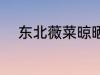 东北薇菜晾晒方法 如何晾晒薇菜
